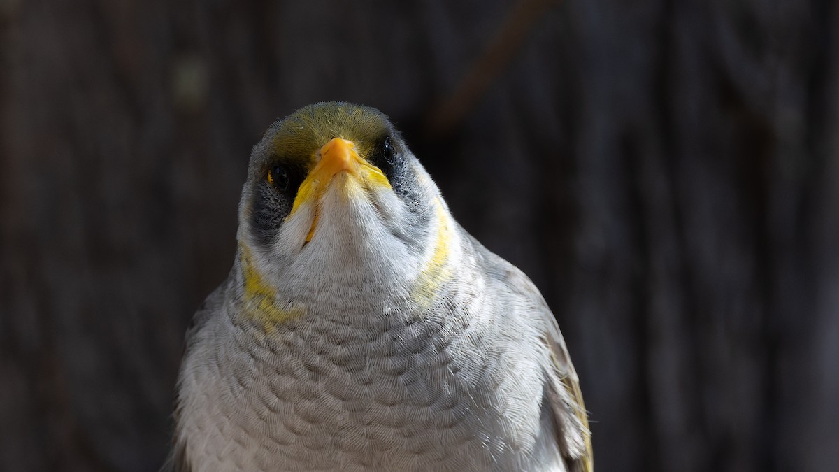 Yellow-throated Miner - ML638245752