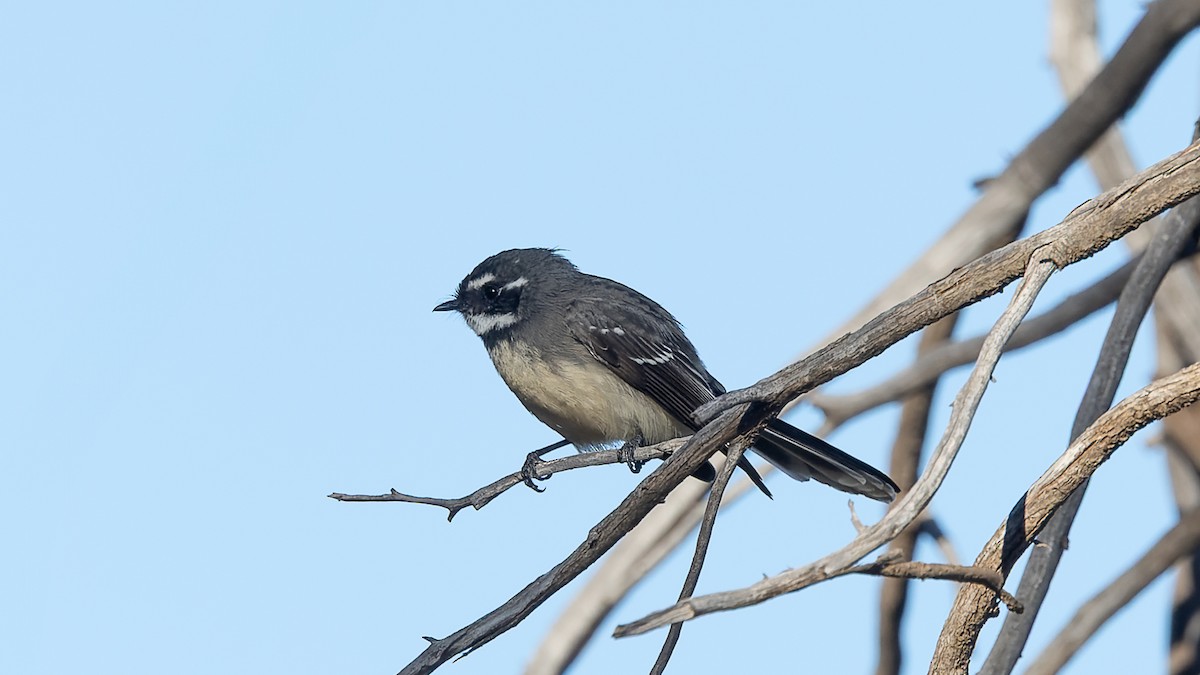 Gray Fantail - ML638245757