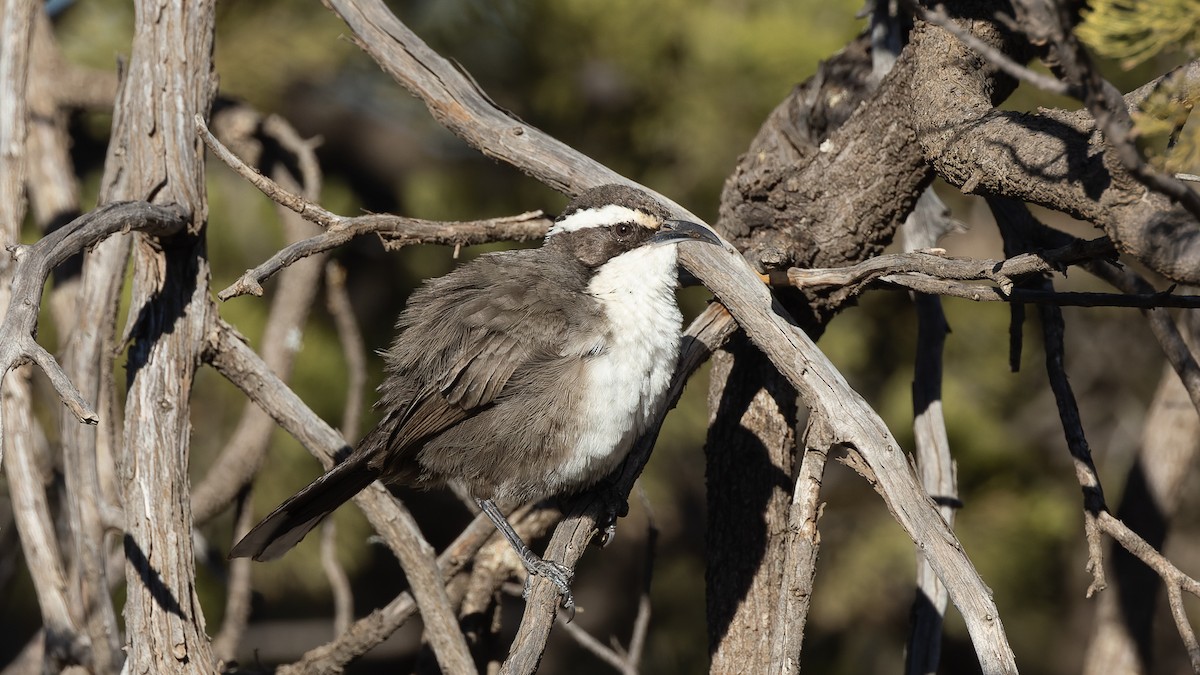 White-browed Babbler - ML638245766