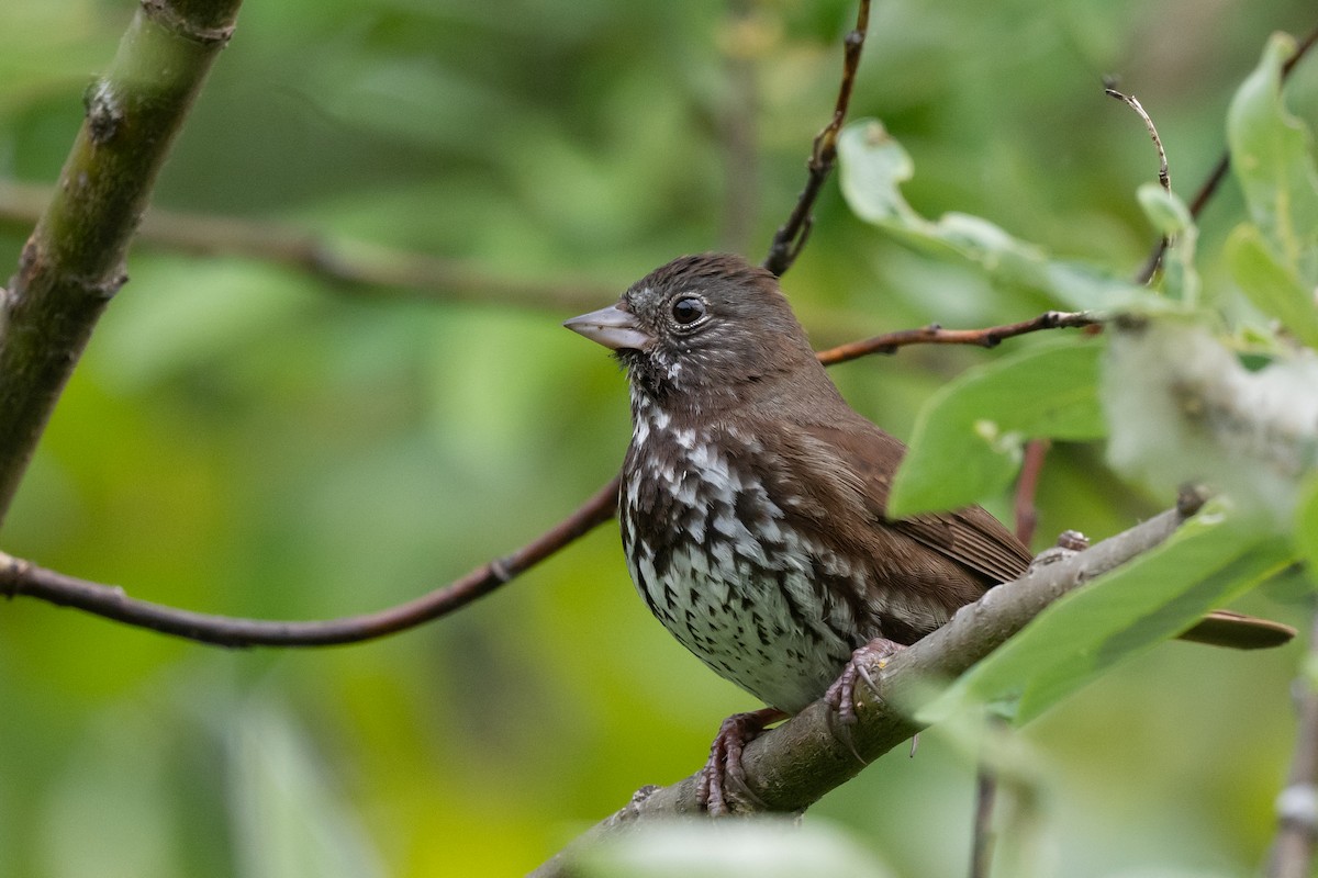 Fox Sparrow - ML638245767
