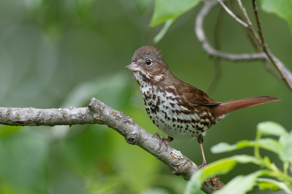 Fox Sparrow - ML638245768