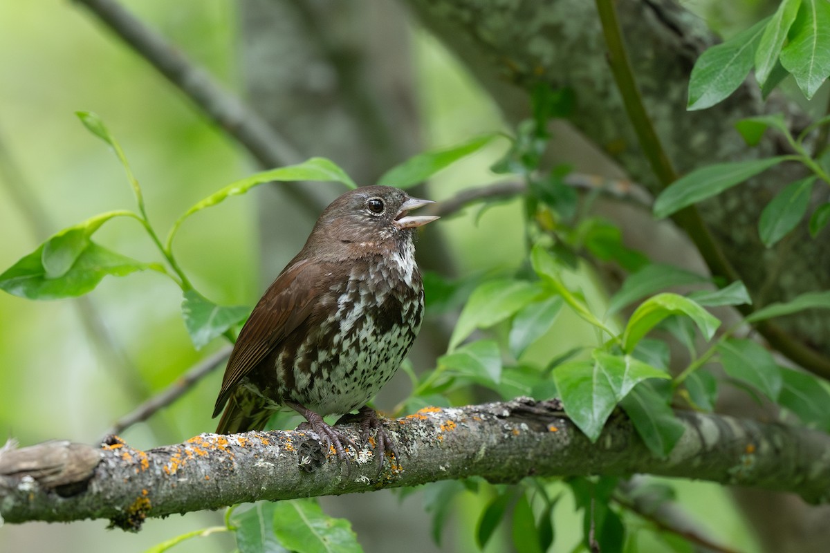 Fox Sparrow - ML638245769