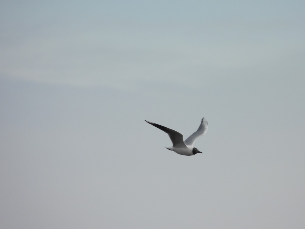 Brown-hooded Gull - ML638245780