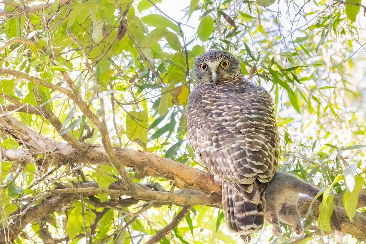 Powerful Owl - ML638245791