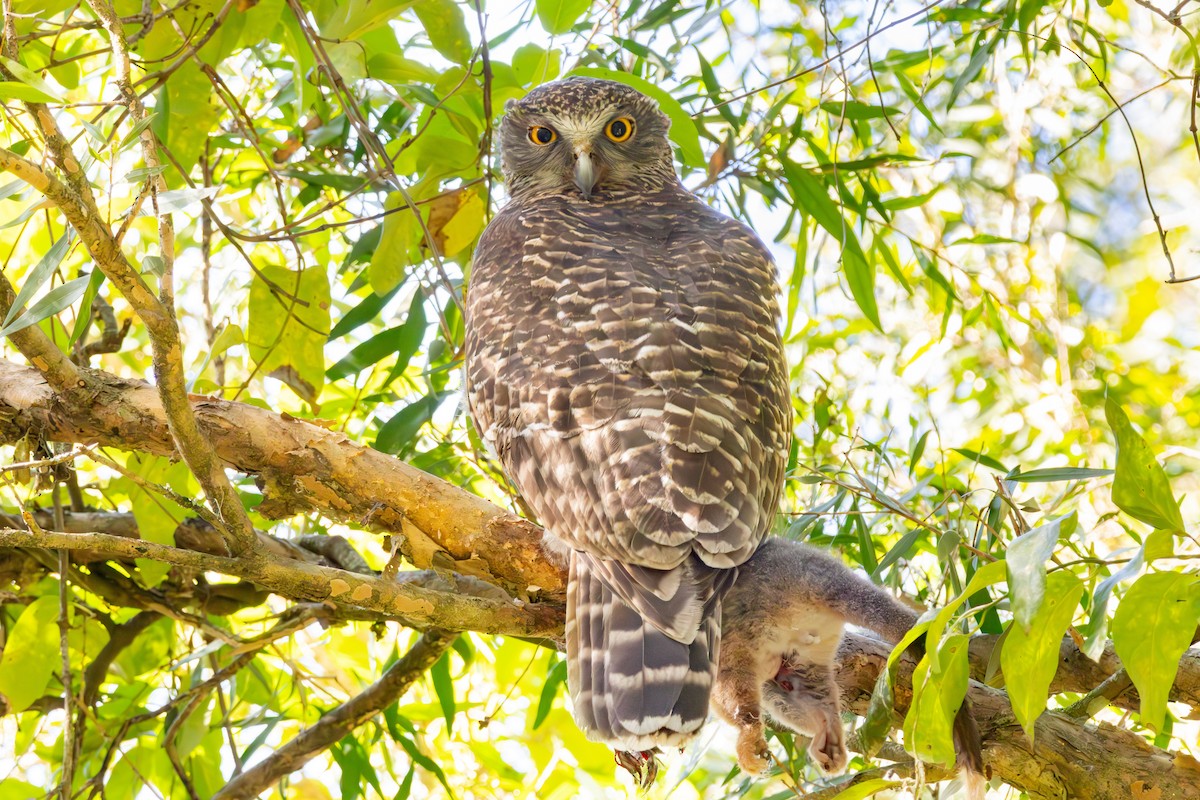 Powerful Owl - ML638245792