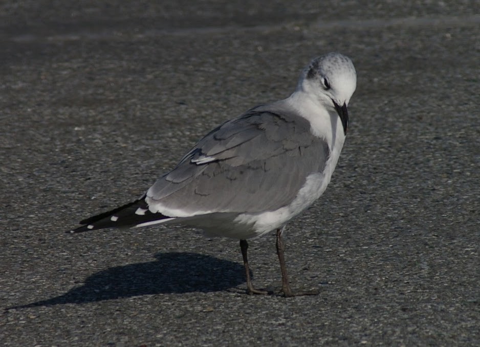 Laughing Gull - ML638245813