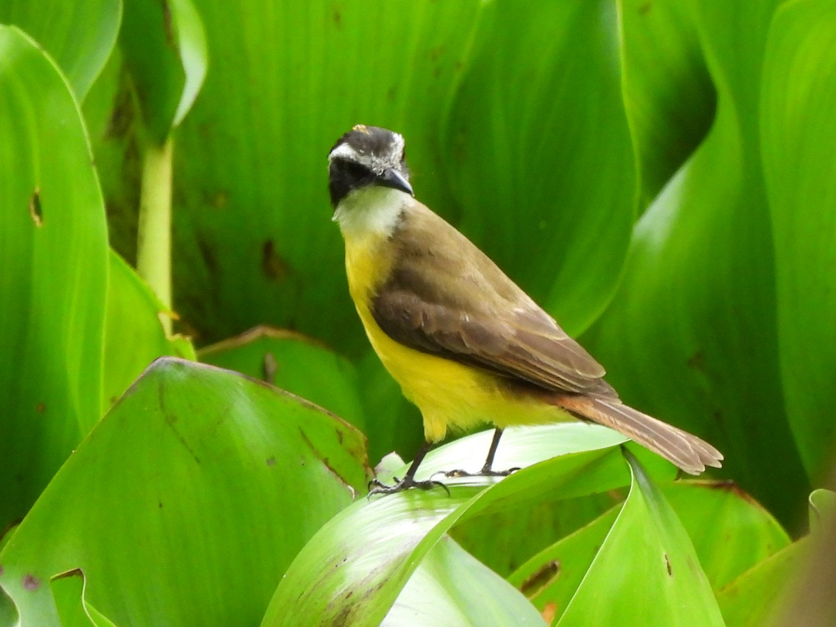 Lesser Kiskadee - ML638245814