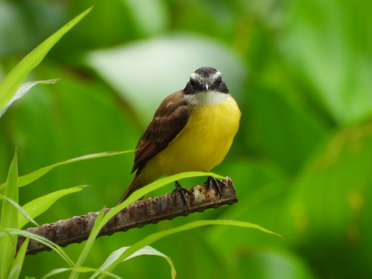 Lesser Kiskadee - ML638245815