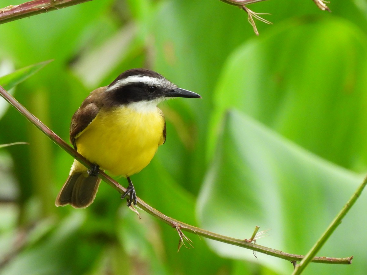Lesser Kiskadee - ML638245816