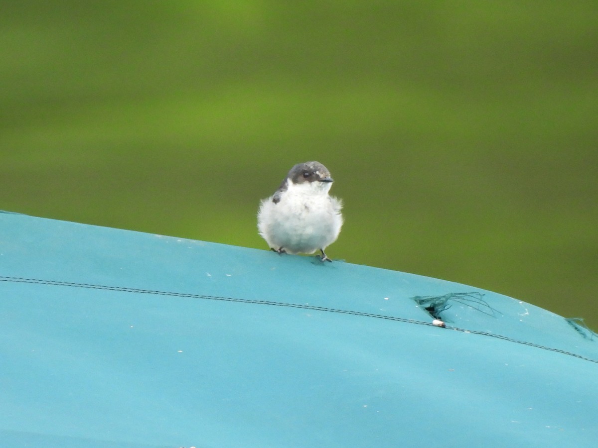 Mangrove Swallow - ML638245819