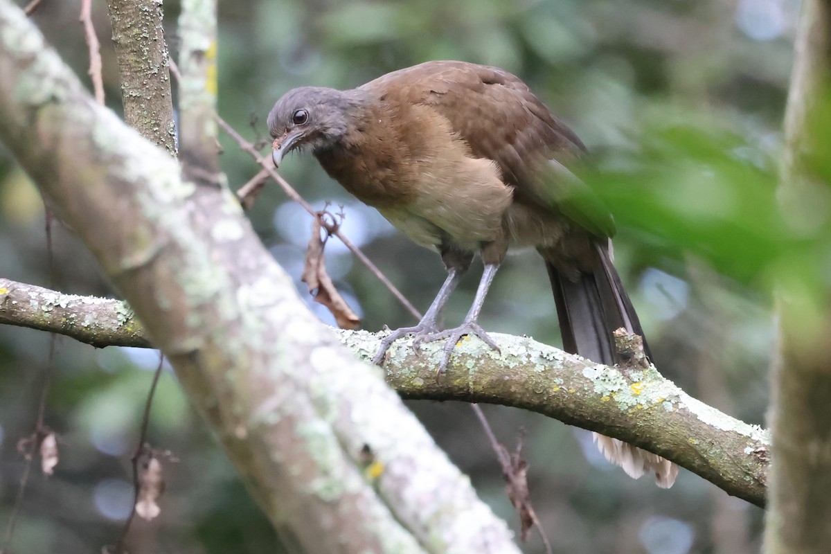 Gray-headed Chachalaca - ML638245824