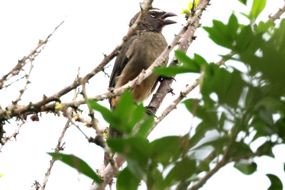 Cinnamon-bellied Saltator - ML638245840