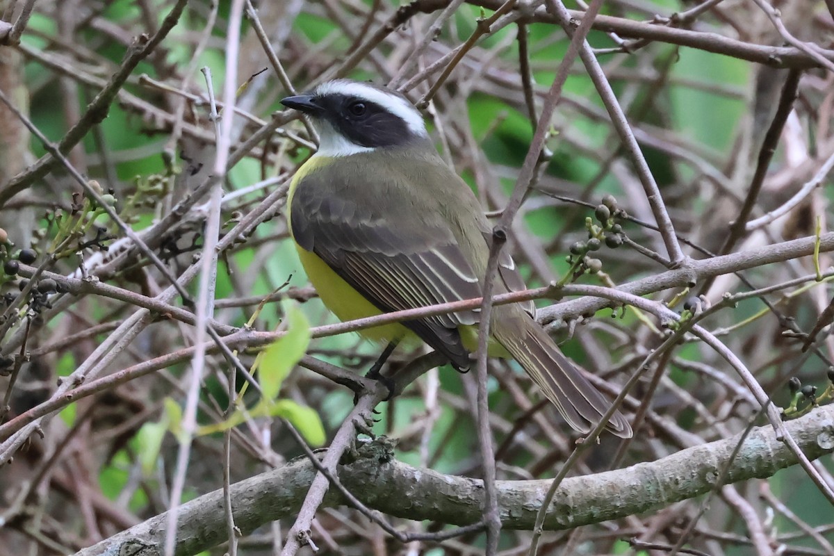 Social Flycatcher - ML638245850