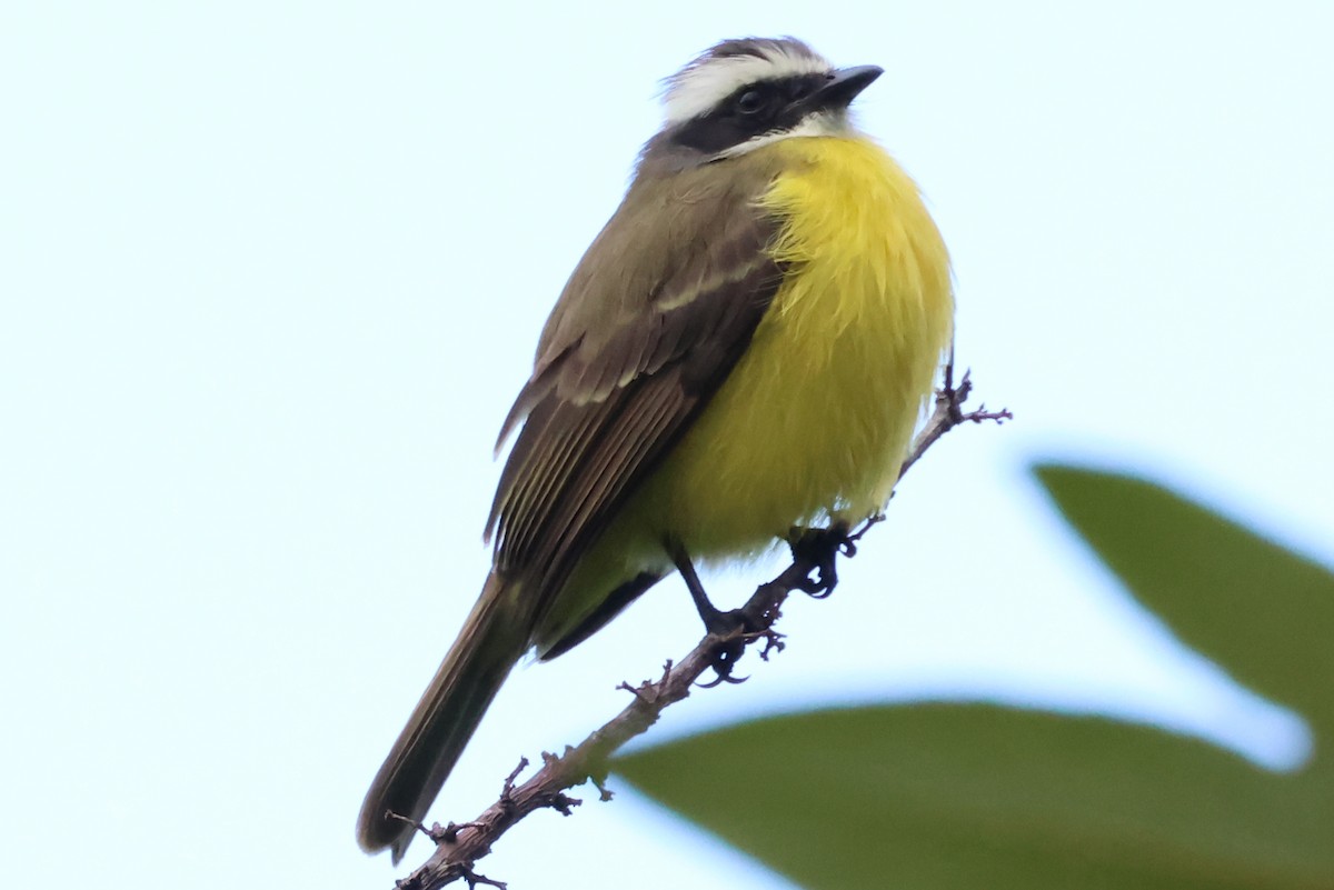 Social Flycatcher - ML638245851