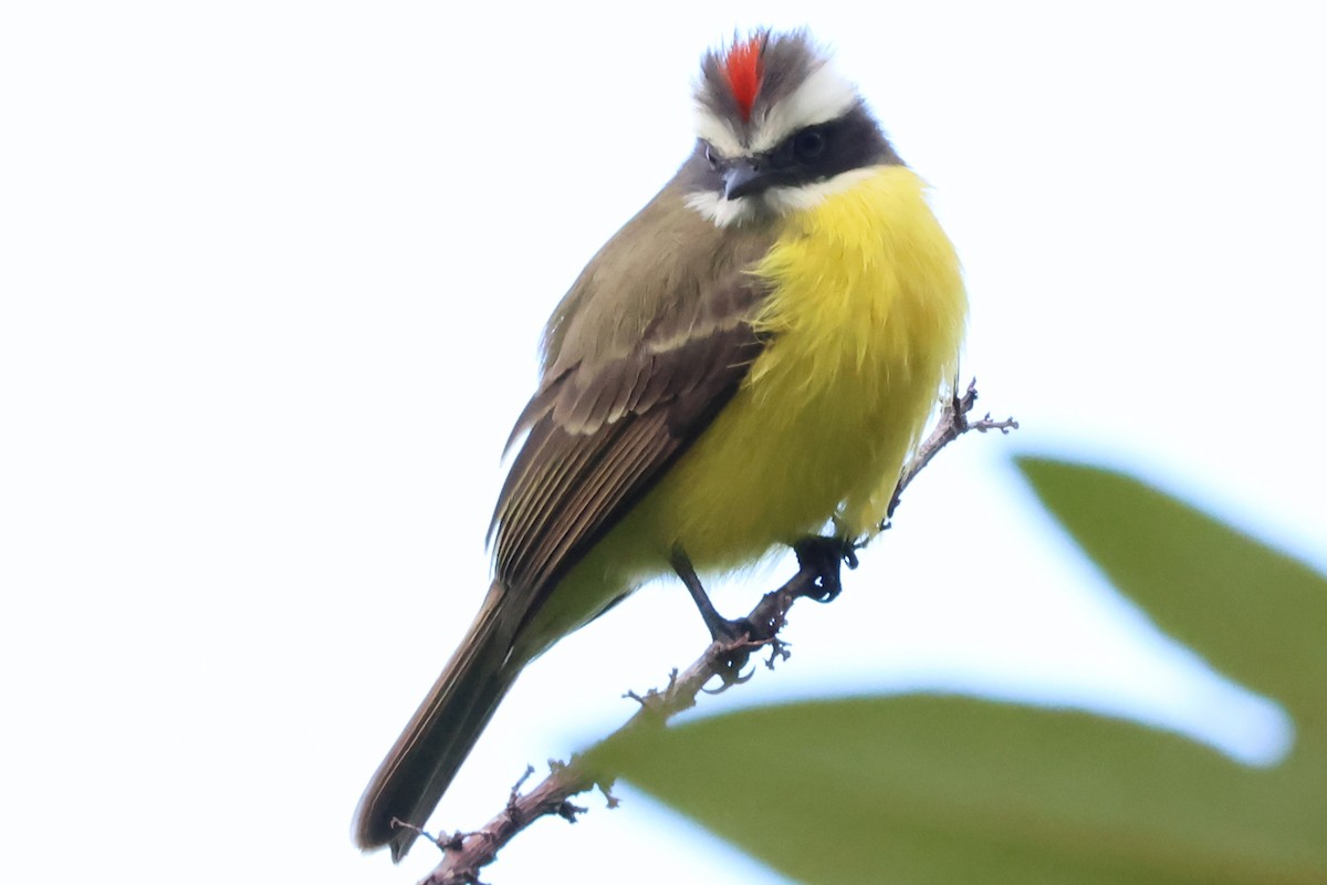Social Flycatcher - ML638245853