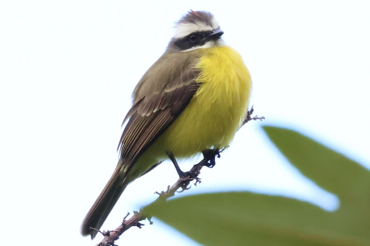 Social Flycatcher - ML638245855