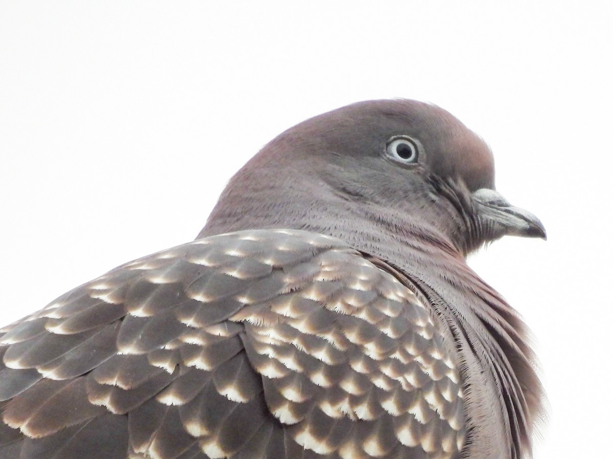 Spot-winged Pigeon - ML638245859