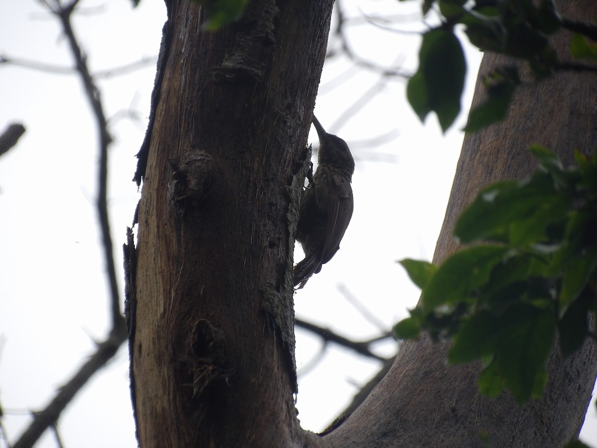 Cocoa Woodcreeper (Lawrence's) - ML638245860