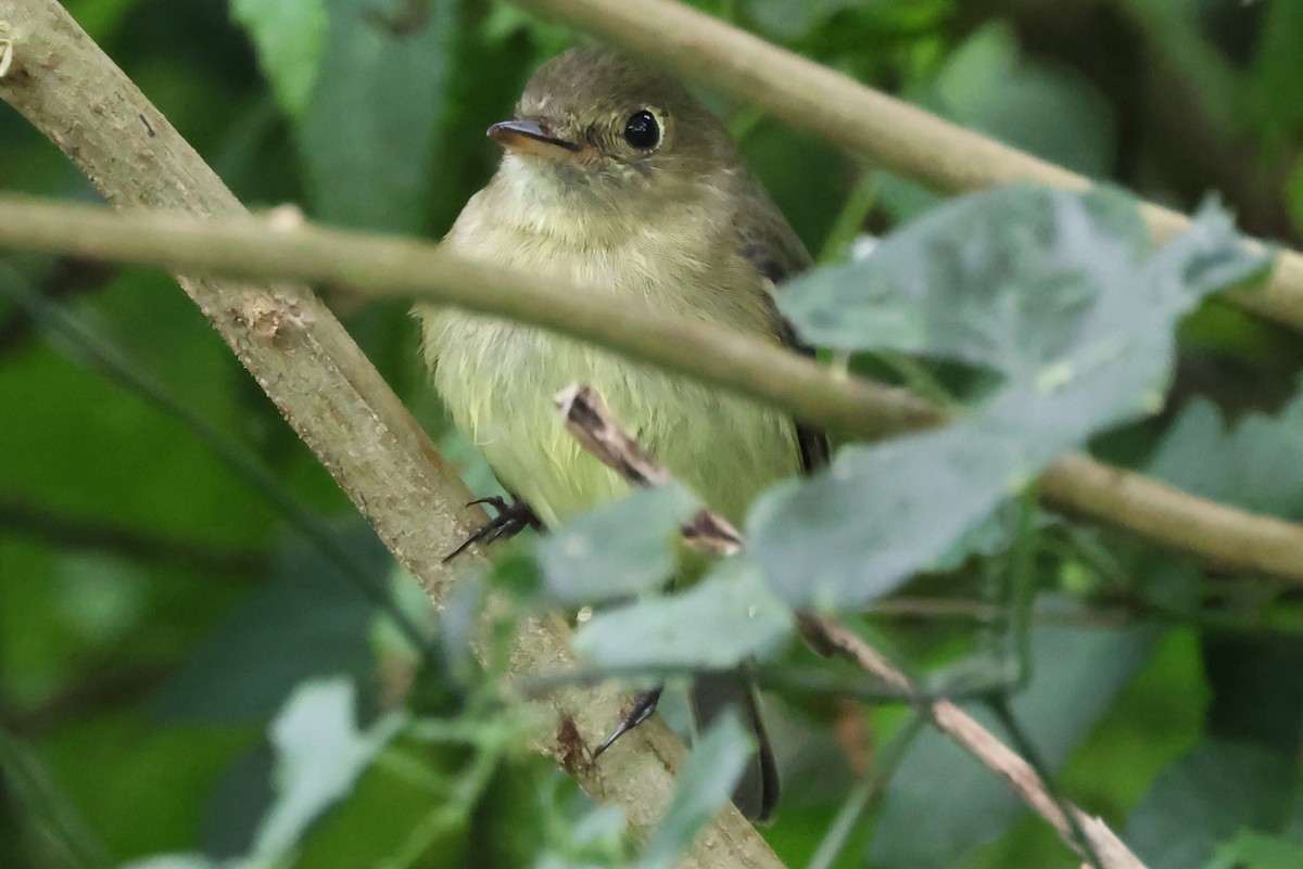 Yellow-bellied Flycatcher - ML638245861