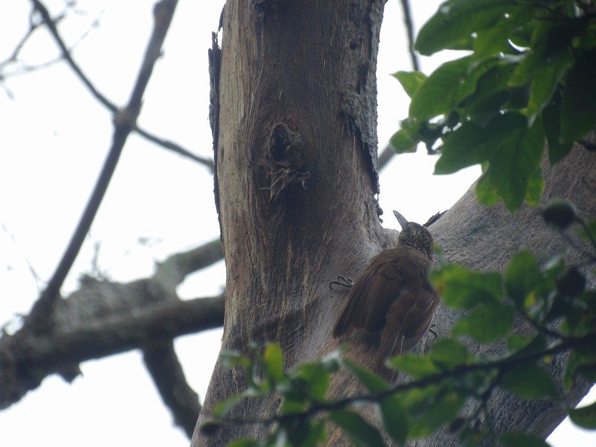 Cocoa Woodcreeper (Lawrence's) - ML638245862
