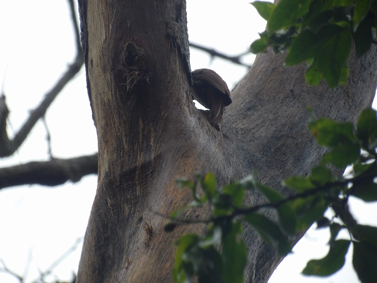 Cocoa Woodcreeper (Lawrence's) - ML638245864