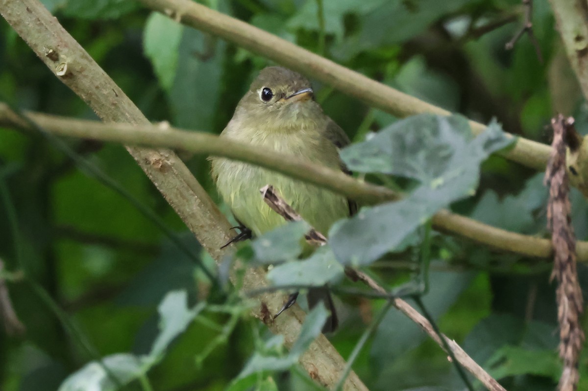 Yellow-bellied Flycatcher - ML638245865