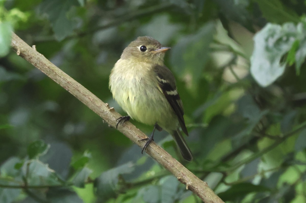 Yellow-bellied Flycatcher - ML638245869