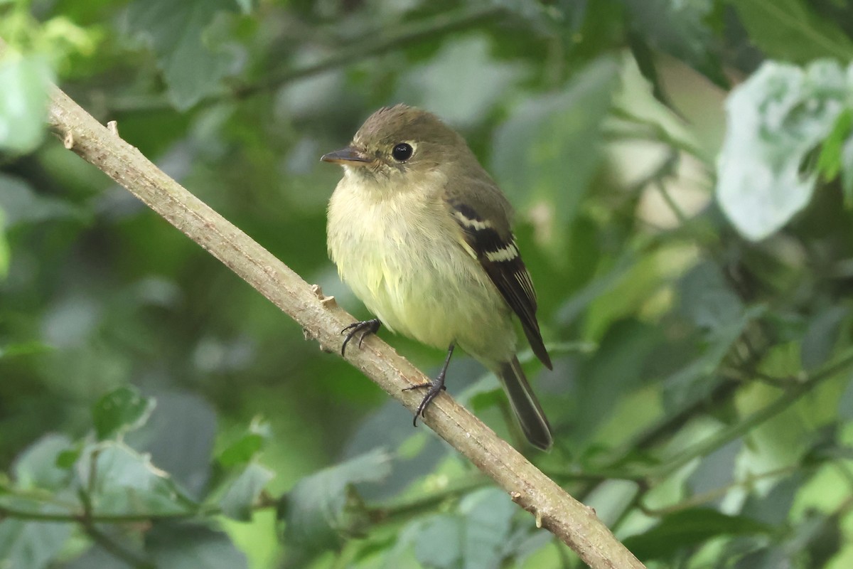 Yellow-bellied Flycatcher - ML638245871