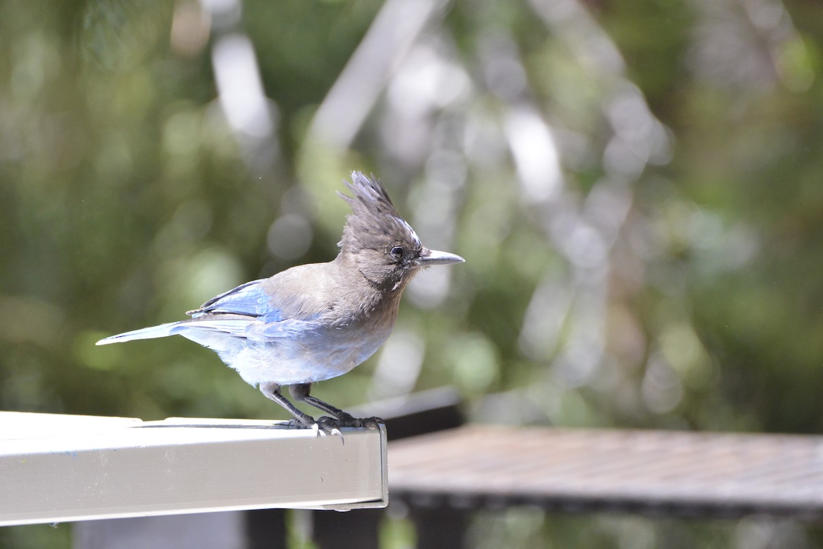 Steller's Jay - ML638245873
