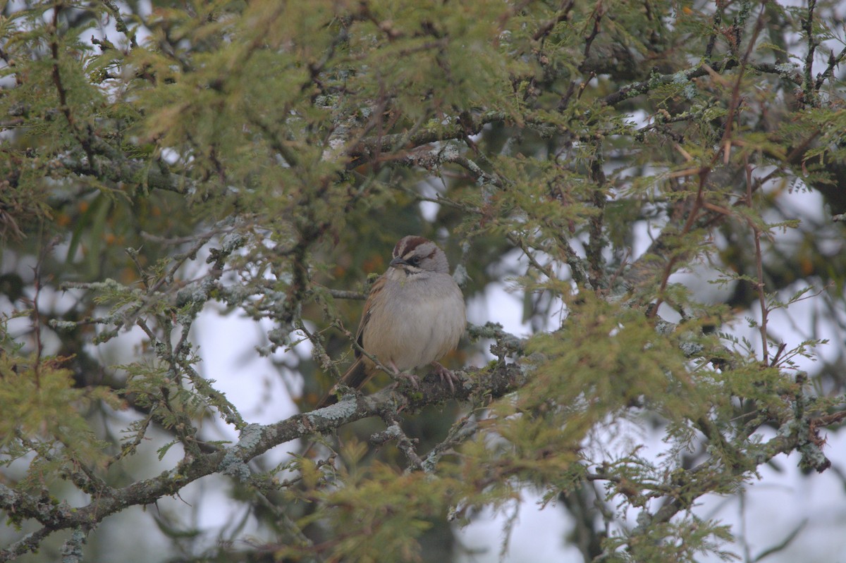 Yungas Sparrow - ML638245884