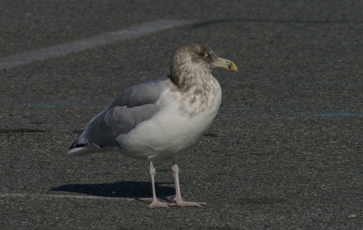 American Herring Gull - ML638245906
