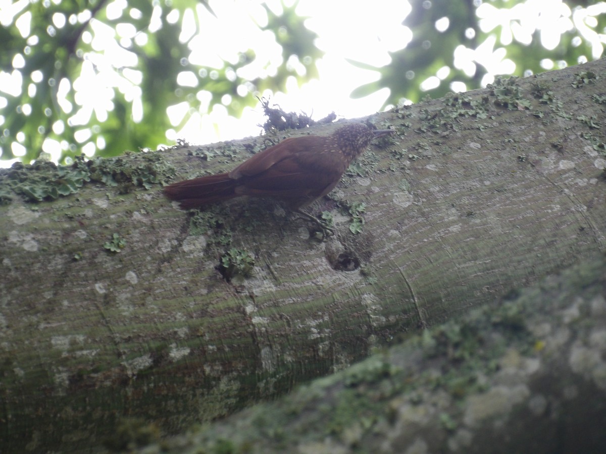 Cocoa Woodcreeper (Lawrence's) - ML638245917