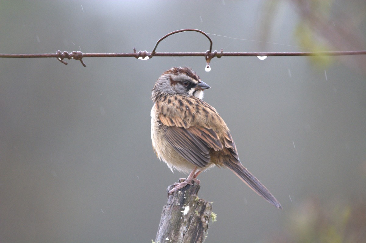 Yungas Sparrow - ML638245921