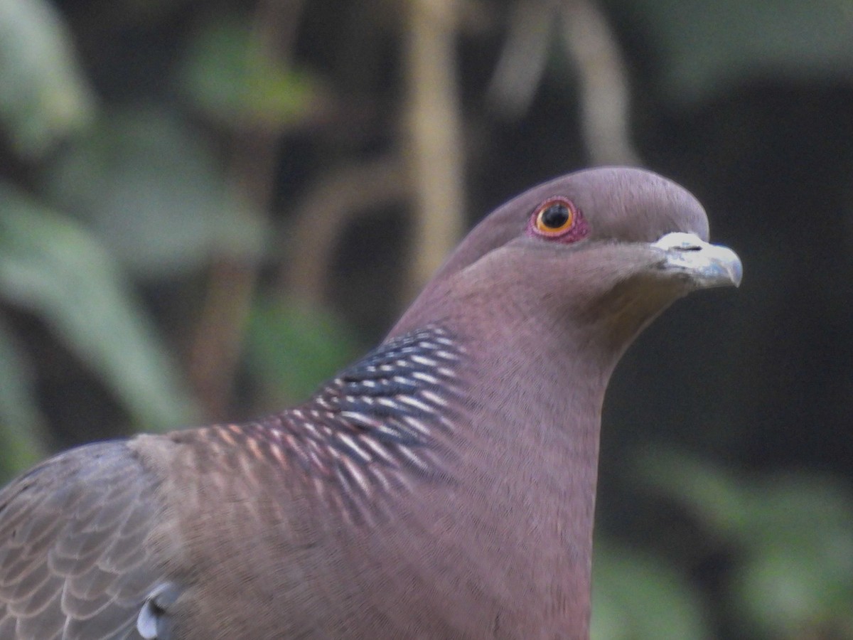 Picazuro Pigeon - ML638245923