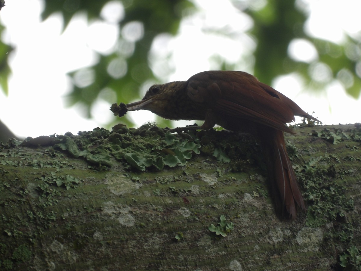 Cocoa Woodcreeper (Lawrence's) - ML638245944
