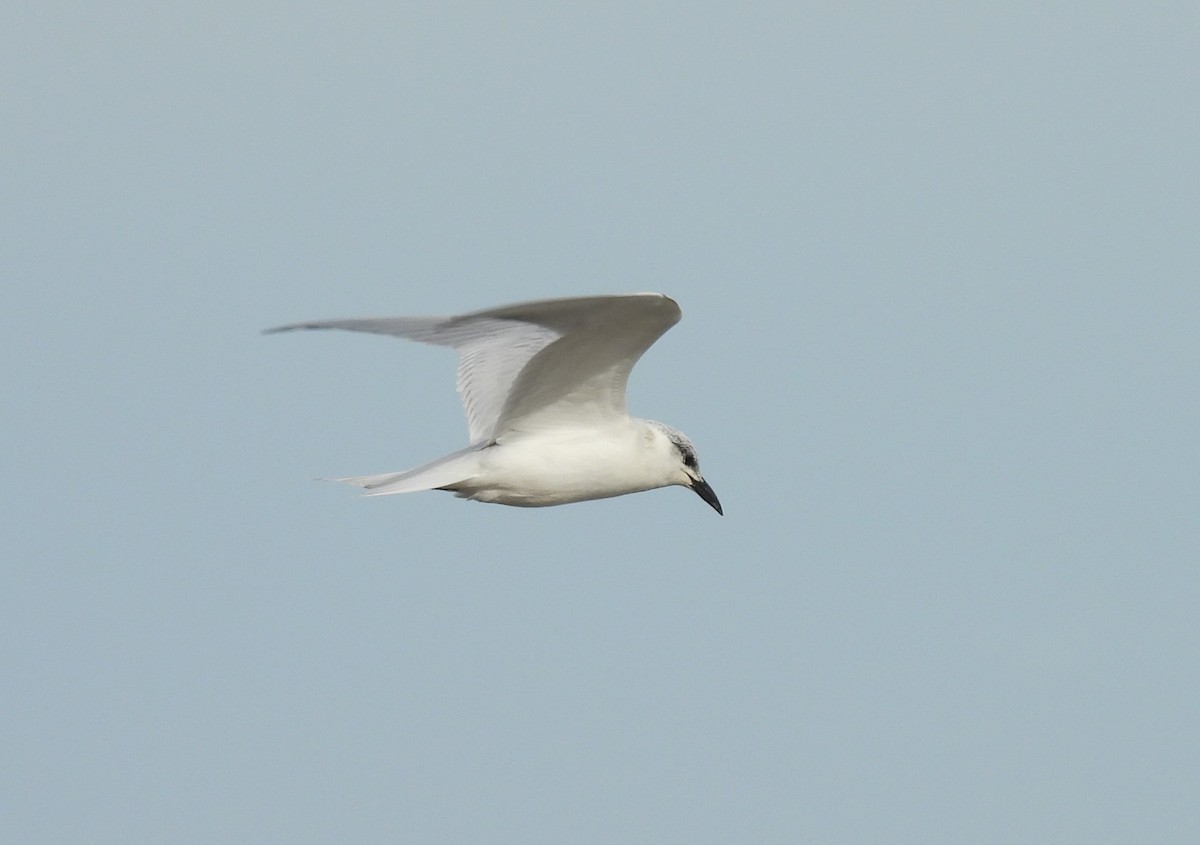 Gull-billed Tern - ML638245981