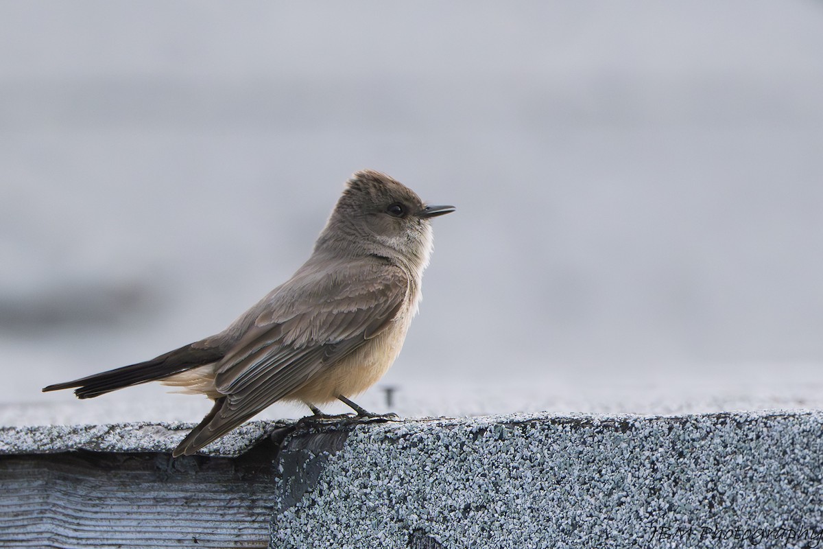 Say's Phoebe - ML638245987