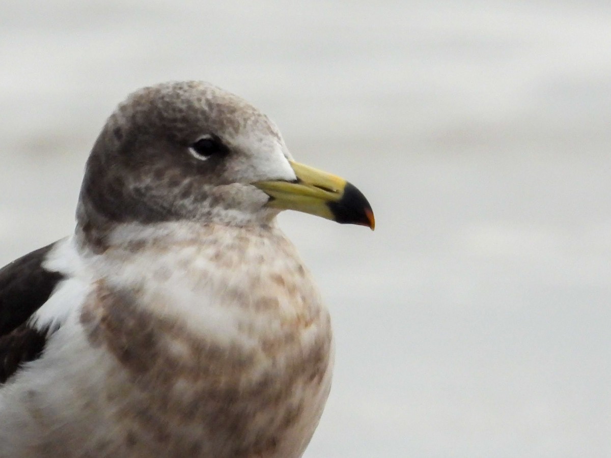 Olrog's Gull - ML638245990