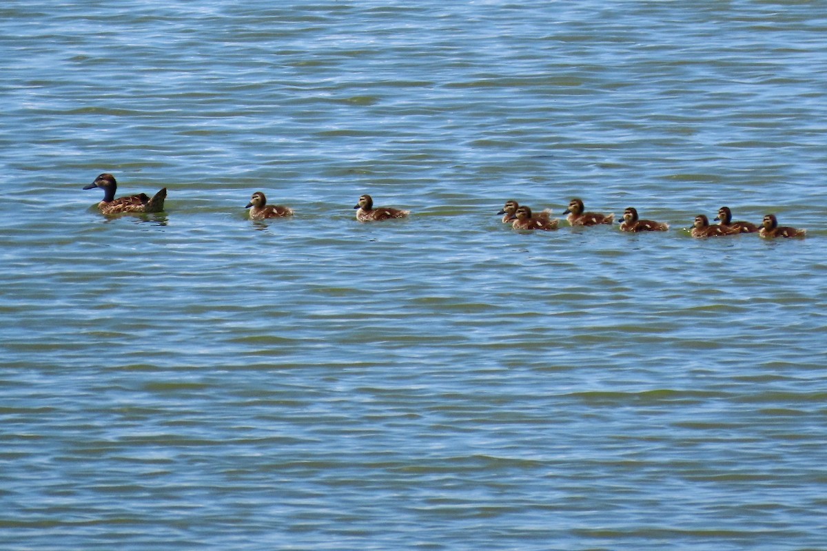 Blue-winged Teal - ML638246016