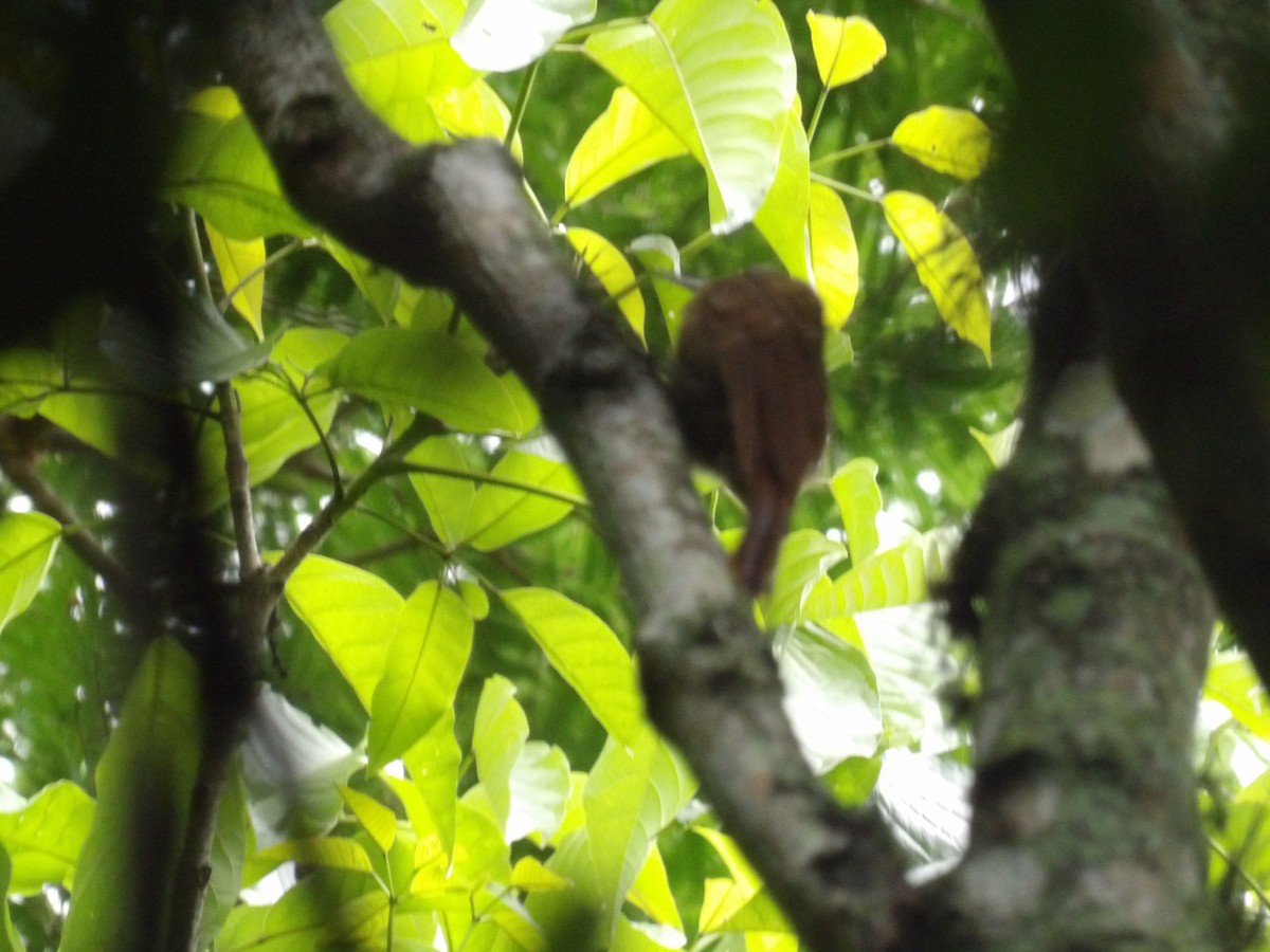 Cocoa Woodcreeper (Lawrence's) - ML638246022