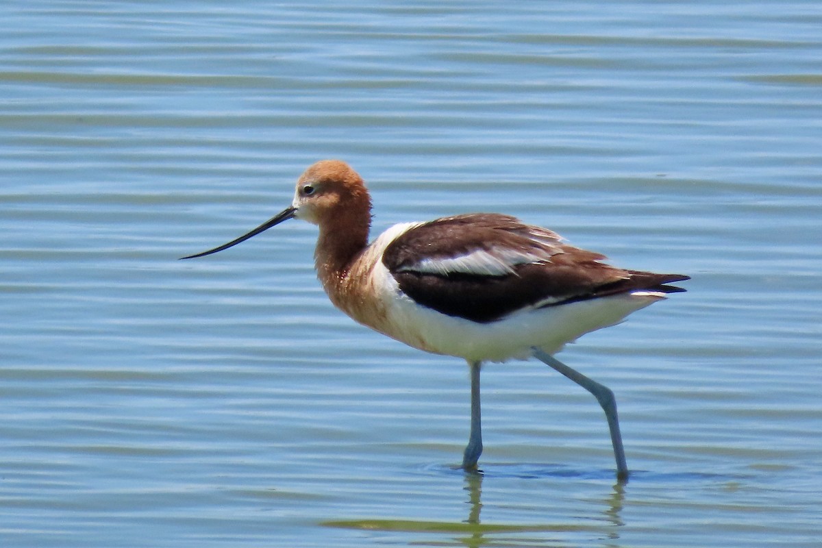 American Avocet - ML638246028