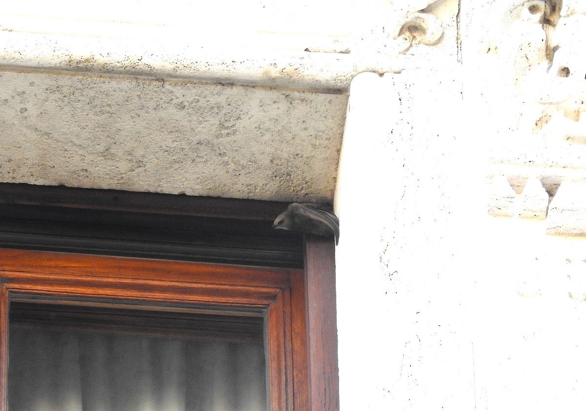 Pallid Swift - ML638246033