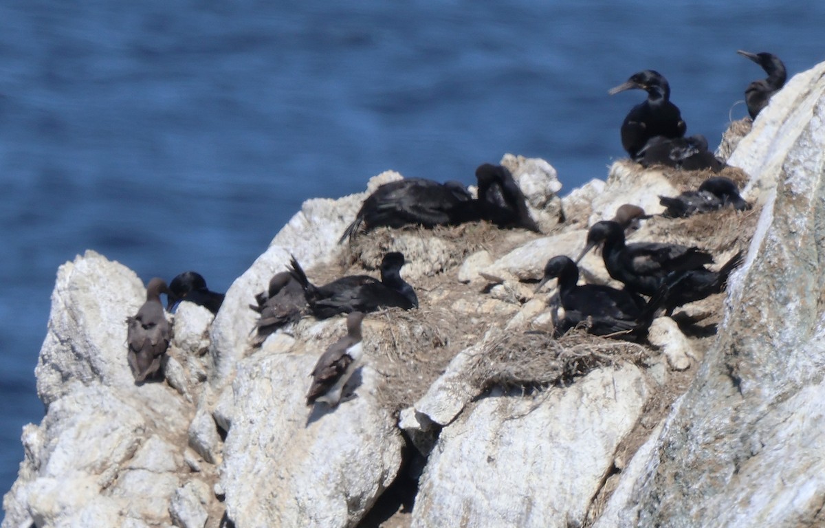 Brandt's Cormorant - ML638246038