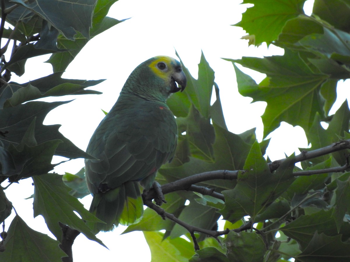 Turquoise-fronted Amazon - ML638246043