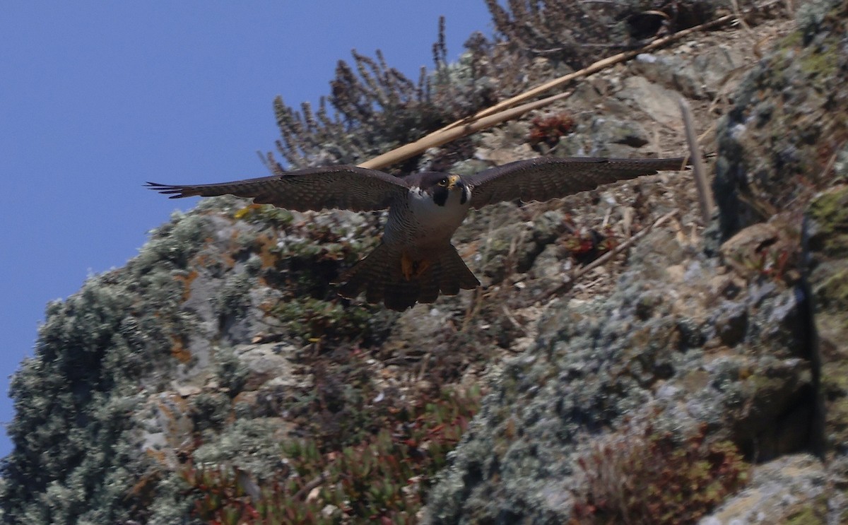 Peregrine Falcon - ML638246044