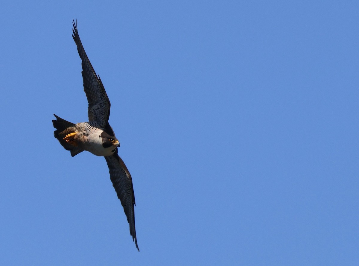 Peregrine Falcon - ML638246049