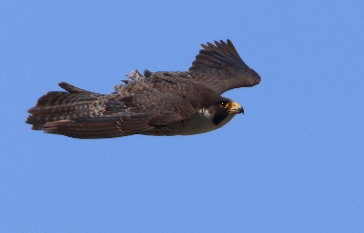 Peregrine Falcon - ML638246050
