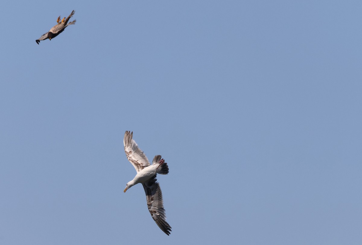 Peregrine Falcon - ML638246053