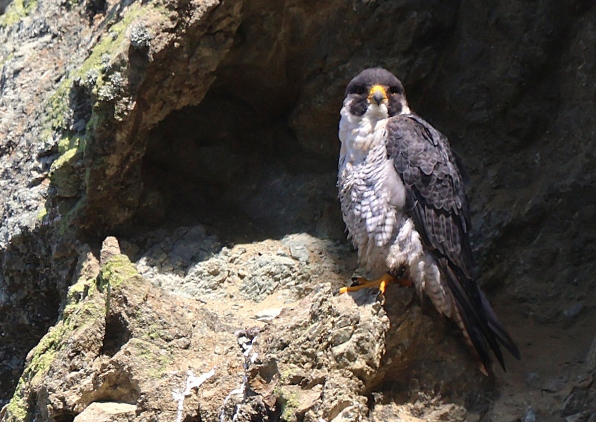 Peregrine Falcon - ML638246057