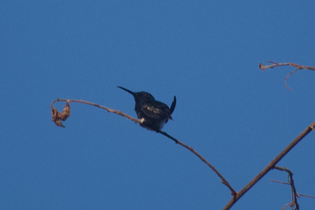 White-necked Jacobin - ML638246062